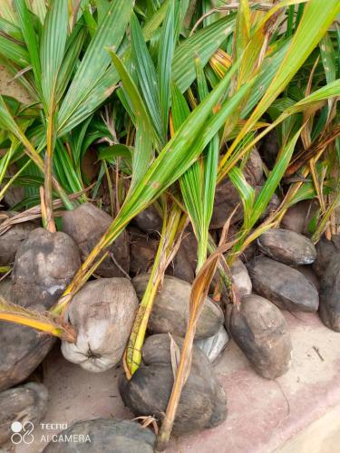 Dwarf-Coconut-Seedlings