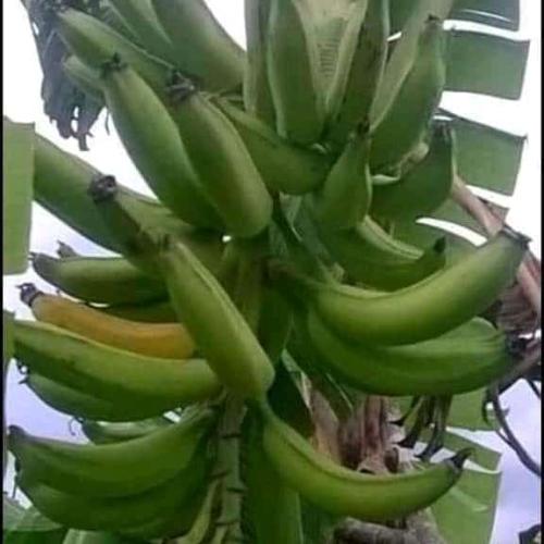 Giant-Elephant-Variety-Plantain