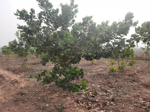 cashew-trees