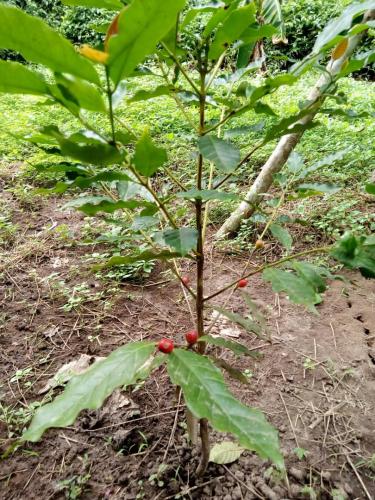 coffee-berries